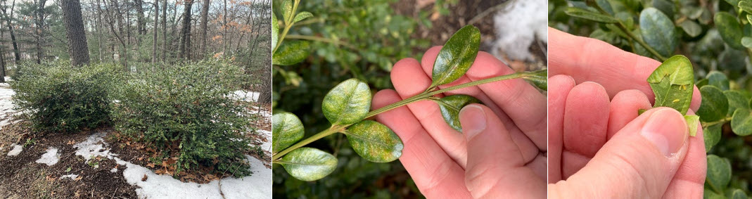 Example photos of plants with pest damage.