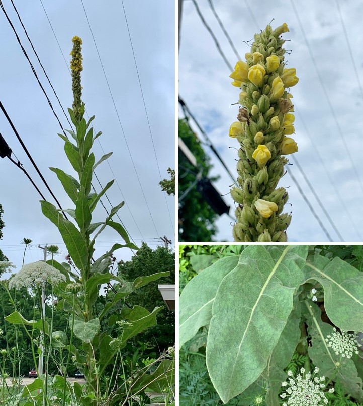 Flowers and leaves and stem of common mullein plant.