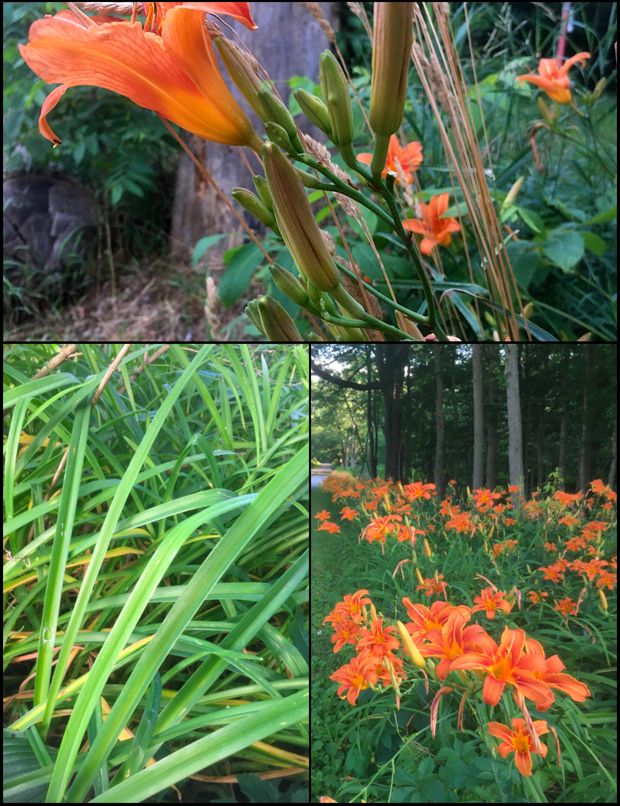 Orange daylillies.