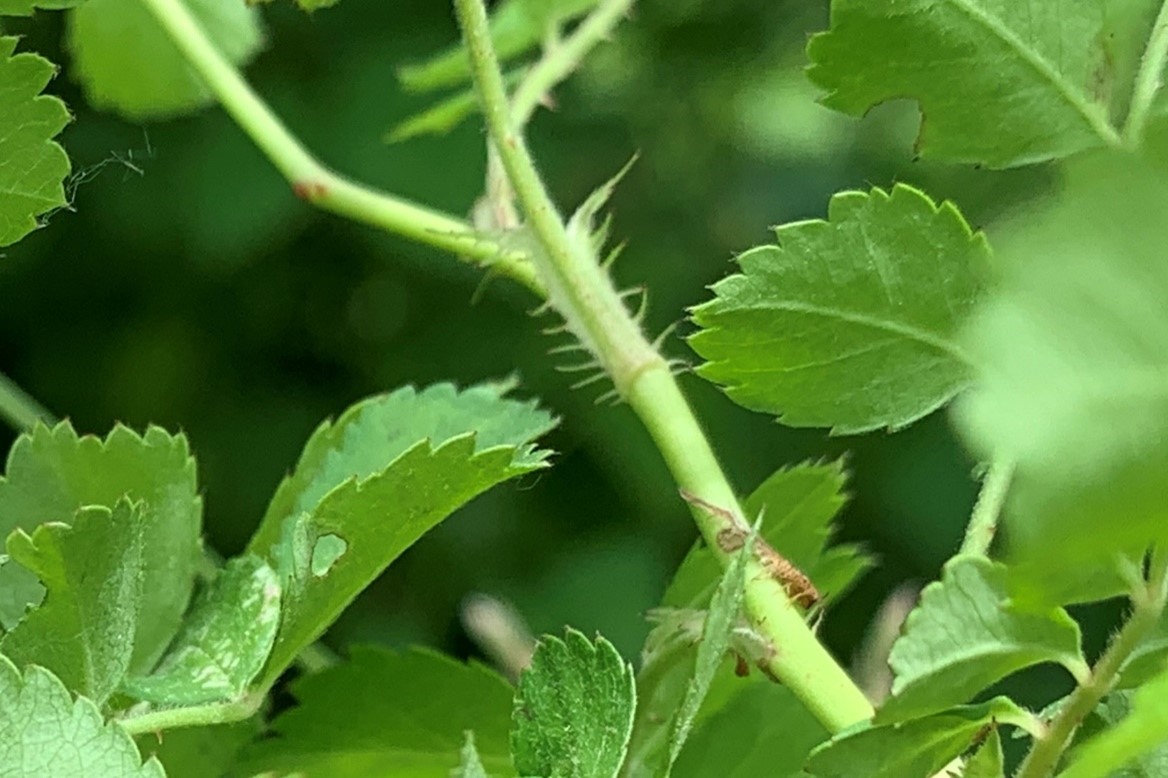 Fringed stipules at the base of multiflora rose leaves.