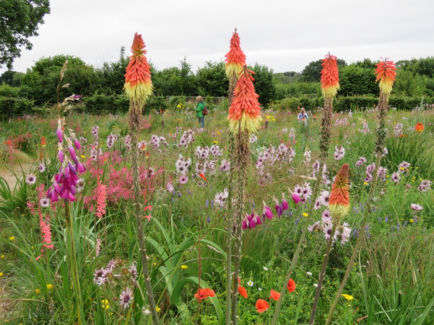 Kniphofia