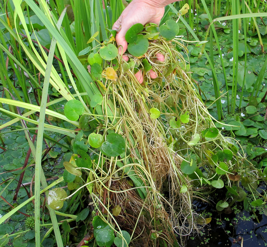 European frogbit