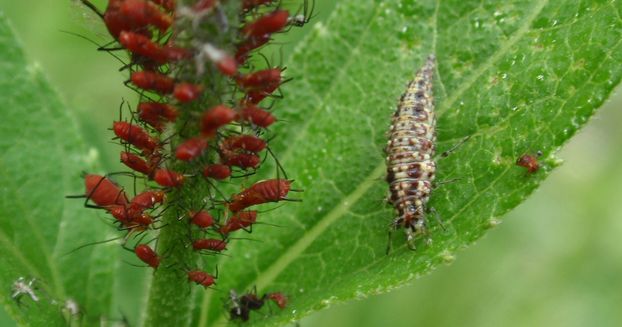 A green lacewing larva