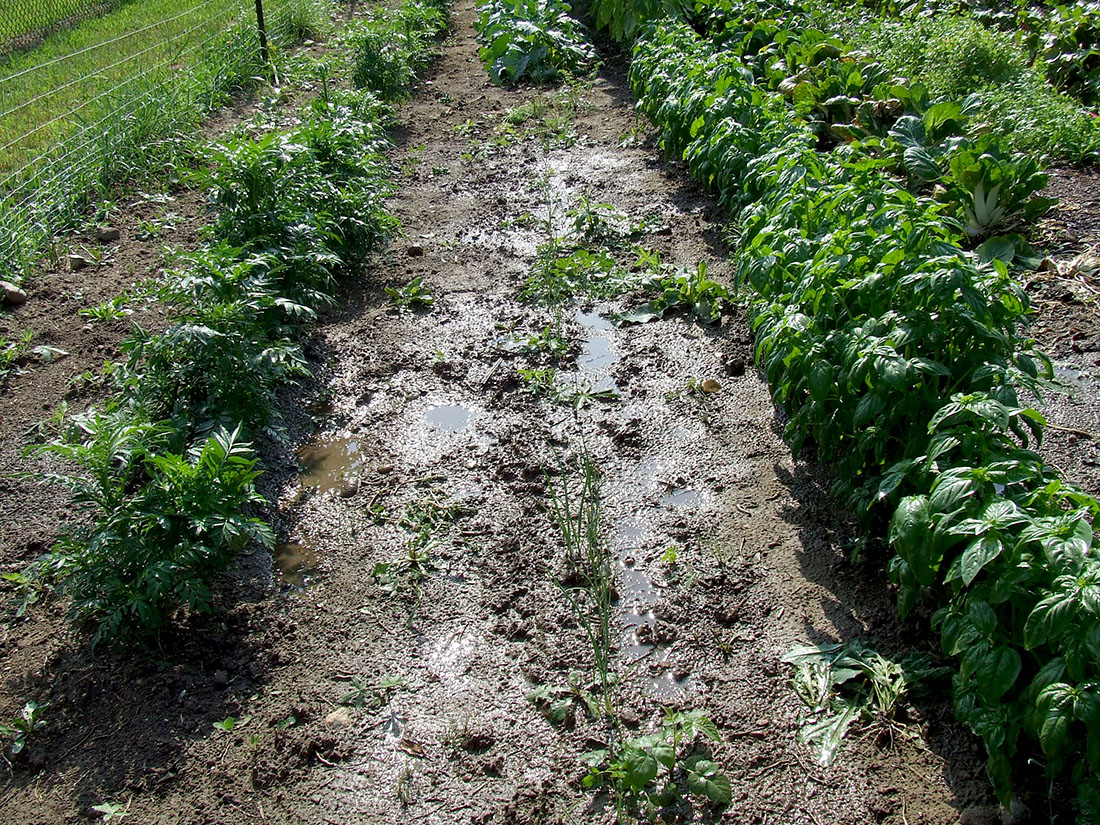 Standing water in garden