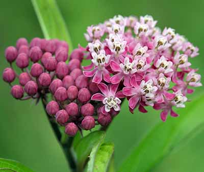 Swamp Milkweed