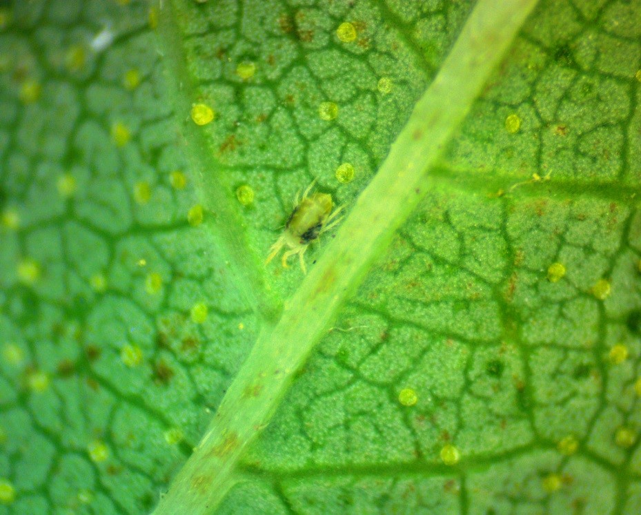 Twospotted spider mite 