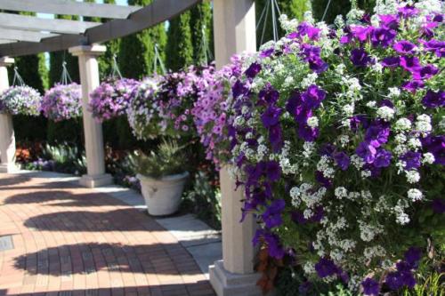 Picture of Gardens in Bloom