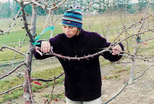 A scientist measuring rootstock influence on floral and vegetative growth in sweet cherry