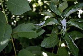 cherry seedlings