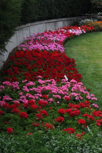 Geraniums