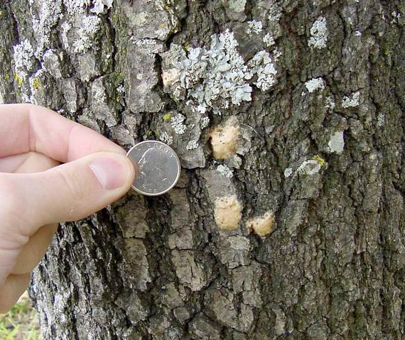 Egg masses with a quarter