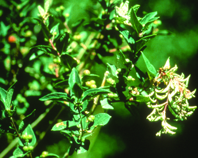 Aphid witch broom