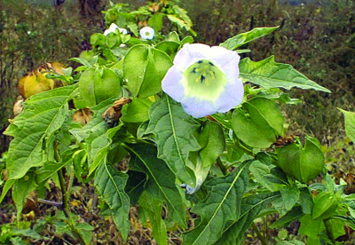 Apple of Peru foliage