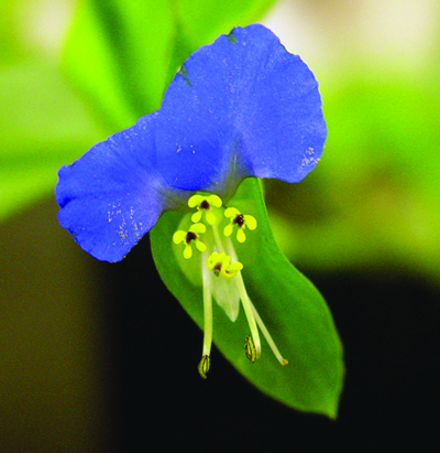 Asiatic dayflower flower