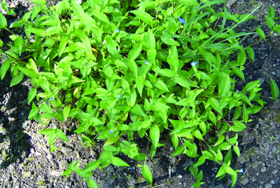 Asiatic dayflower plant