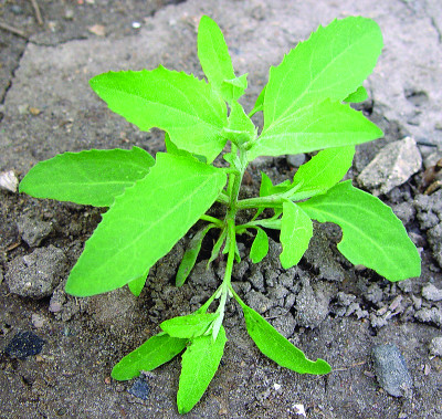 Atriplex plant