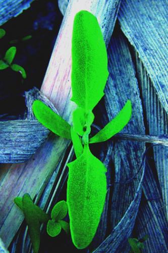 Atriplex seedling