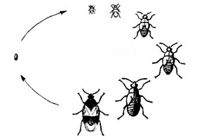 True bug life cycle