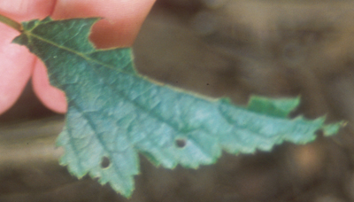 blister beetle damage