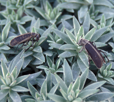 blister beetles