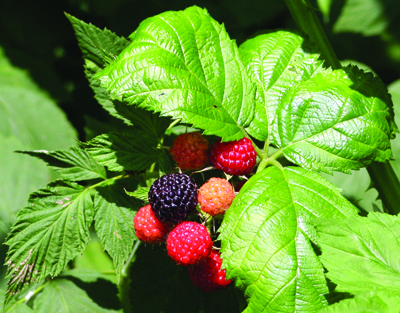 Bramble new fruit