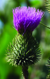 bull thistle flower