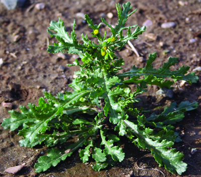 Common groundsel plant