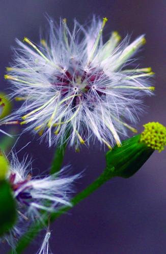 Common groundsel puff ball