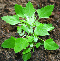 Common lambsquarters plant