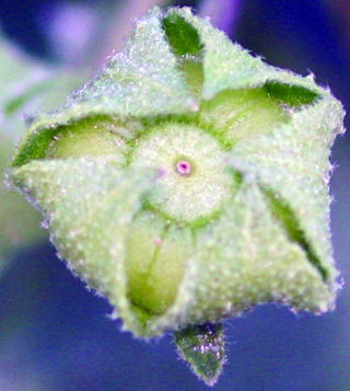 common mallow fruit