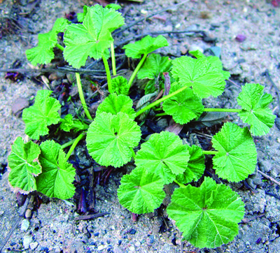 common mallow plant