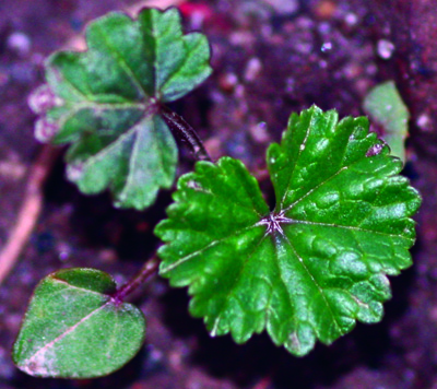 common mallow seedling