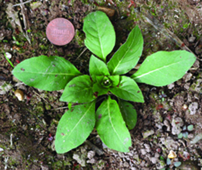 common eveningprimrose rosette