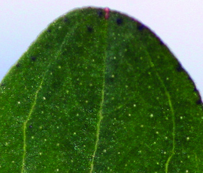 Common St. Johnswort transparent dots