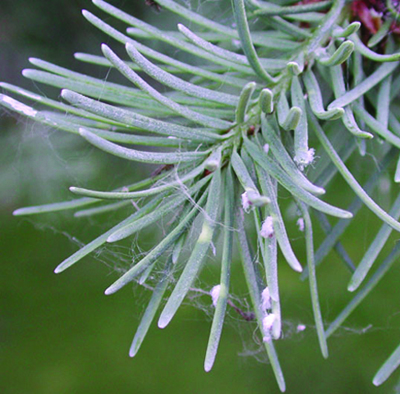 Cooley spruce gall