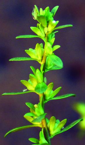 corn speedwell flower