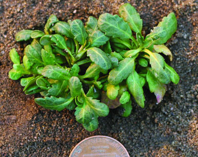 corn speedwell plant