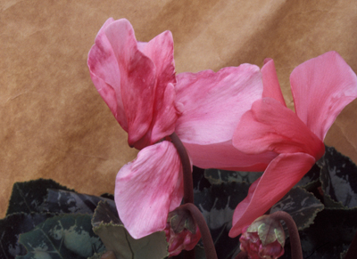 Cyclamen Mite Damage