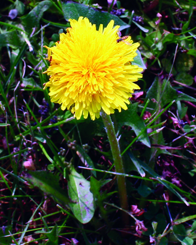 Dandelion flower