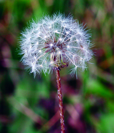 dandelion flower mature