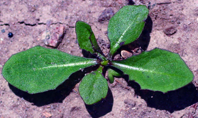 Dandelion seedling