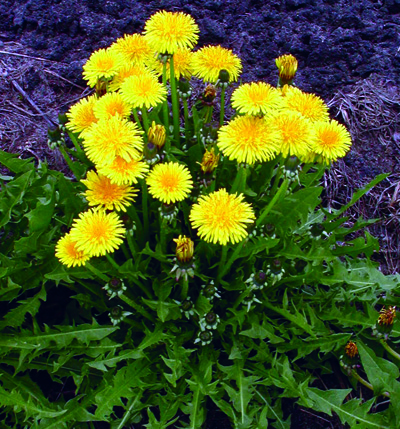 Dandelion plant