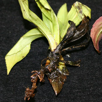 Digitalis thielaviopsis root rot symptoms