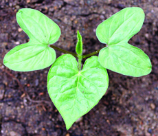 entireleaf morningglory seedling