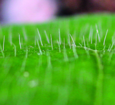 erect hairs of ivy- & entire-leaf morningglory