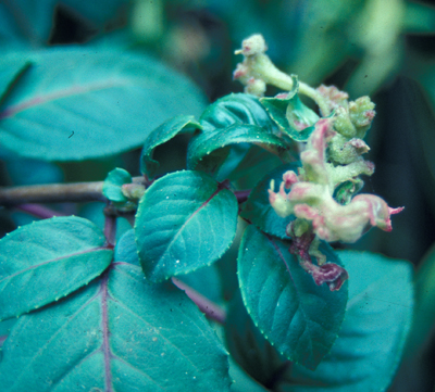 Eriophyid mite damage