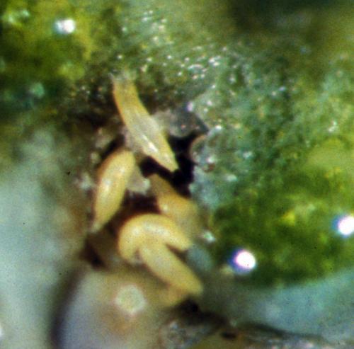 Eriophyid mites