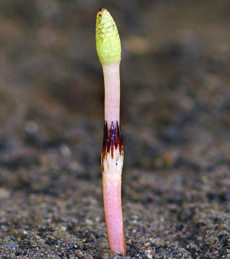 Field horsetail stalk