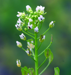 Field pennycress flowers