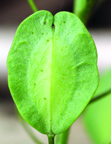 Field pennycress fruit